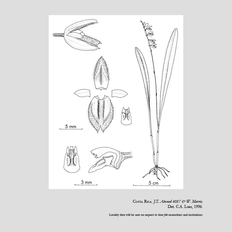 Pleurothallis pilostoma